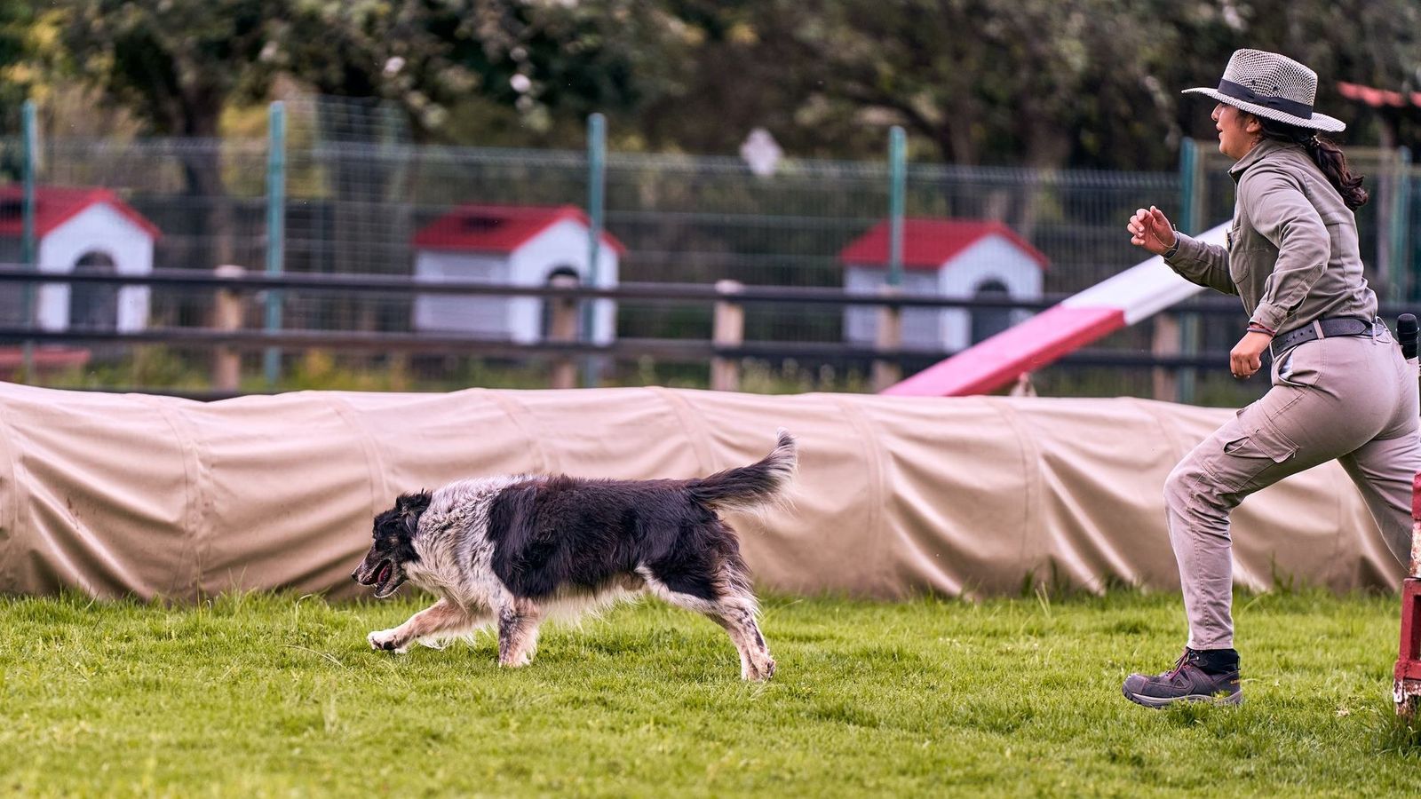 Trainer and Border Collie in action during outdoor agility training session.