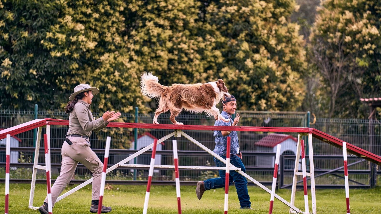Border Collie performing agility training outdoors with trainers' guidance.